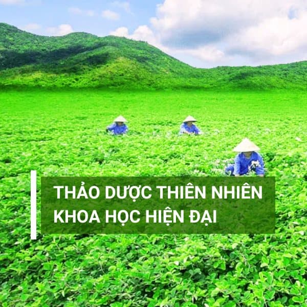 Thảo dược thiên nhiên - Khoa học hiện đại